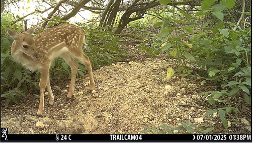 A young fallow deer with its mother in an area of woodland at the north of Hatfield Forest, Essex